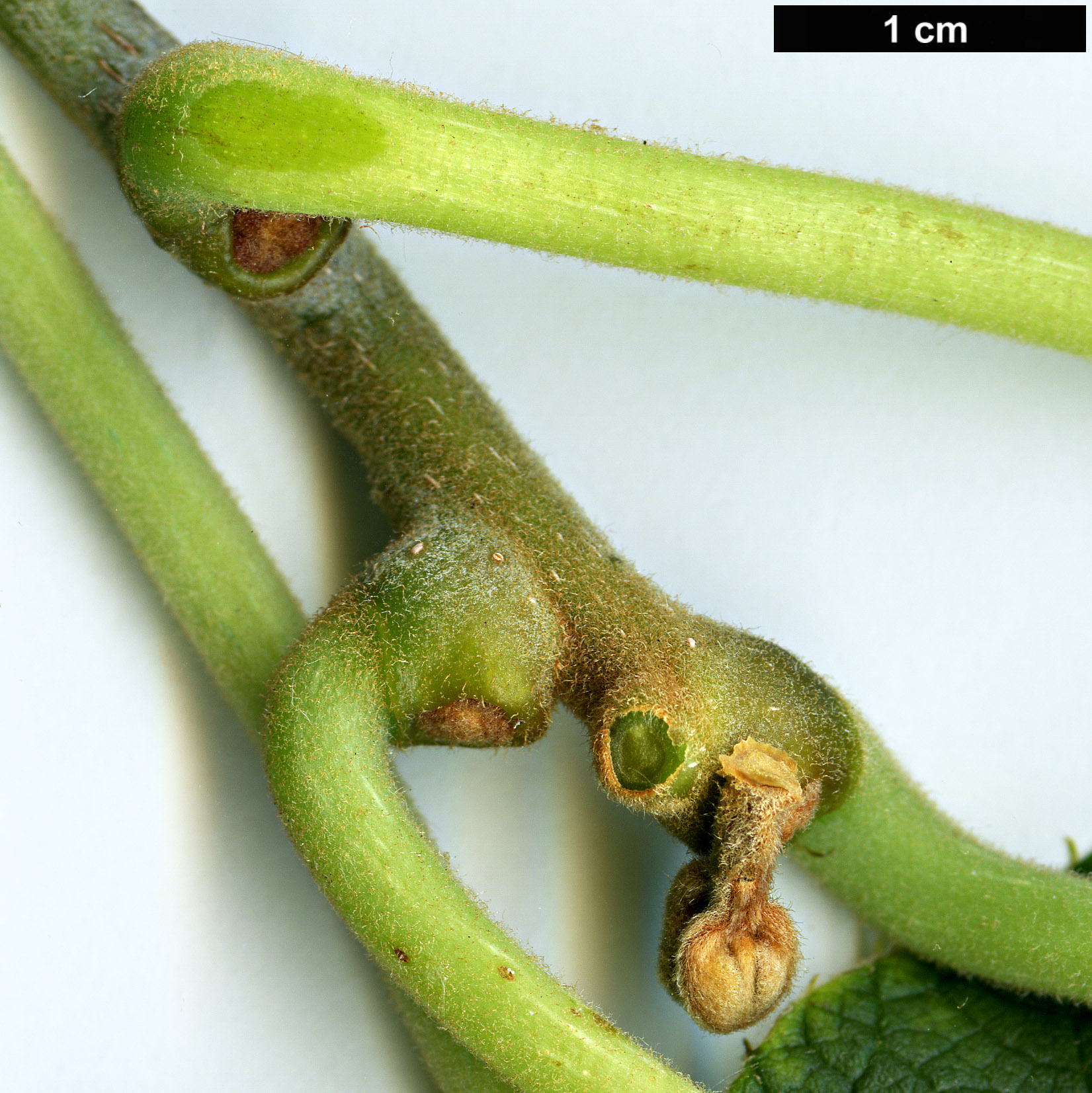High resolution image: Family: Actinidiaceae - Genus: Actinidia - Taxon: chinensis - SpeciesSub: f. rufopulpa